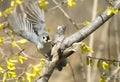 Tufted Titmouse Bird about To Fly Royalty Free Stock Photo