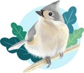 Tufted Titmouse Bird Vector Illustration