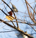 Tufted Titmouse, 2 birds in the tree one in flight Royalty Free Stock Photo
