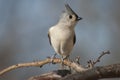 Tufted titmouse on branch