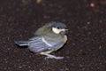 Tufted titmouse chick on the ground Royalty Free Stock Photo