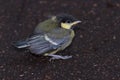 Tufted titmouse chick on the ground Royalty Free Stock Photo