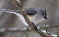 Tufted Titmouse