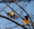 Tufted Titmouse, closeup of bird in flight in a tree Royalty Free Stock Photo