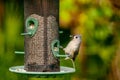 Tufted titmouse eating from a bird feeder