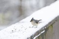 A tufted titmouse eating sunflower seeds