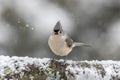 Tufted Titmouse facing to front standing on snow-covered log in winter during snowfall Royalty Free Stock Photo