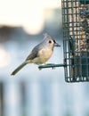 Tufted Titmouse at Feeder Royalty Free Stock Photo