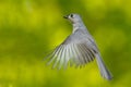 Tufted Titmouse in Flight Royalty Free Stock Photo