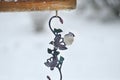 Tufted Titmouse hangs from a metal ornament. Royalty Free Stock Photo