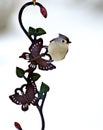 Tufted Titmouse hangs on an ornament. Royalty Free Stock Photo