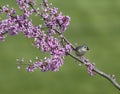 Tufted Titmouse with Insect in Beak in Redbud tree