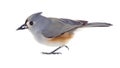 Tufted Titmouse Isolated Royalty Free Stock Photo