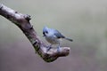 Tufted Titmouse on Limb Royalty Free Stock Photo