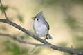 Tufted Titmouse, Parus bicolor