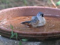 Tufted titmouse perched atop the birdbath full of water