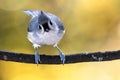 Tufted Titmouse Perched on an Autumn Branch Royalty Free Stock Photo