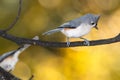 Tufted Titmouse Perched on an Autumn Branch Royalty Free Stock Photo