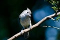 Tufted Titmouse Perched on a Branch Royalty Free Stock Photo