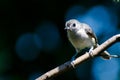 Tufted Titmouse Perched on a Branch Royalty Free Stock Photo