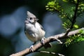 Tufted Titmouse Perched on a Branch Royalty Free Stock Photo