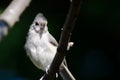 Tufted Titmouse Perched on a Branch Royalty Free Stock Photo