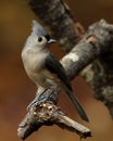 Tufted titmouse perched on branch