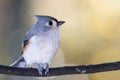 Tufted Titmouse Perched Delicately on a Slender Branch Royalty Free Stock Photo