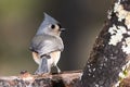 Tufted Titmouse Perched Delicately on a Slender Branch Royalty Free Stock Photo