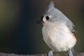 Tufted Titmouse Perched Delicately on a Slender Branch Royalty Free Stock Photo