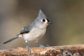 Tufted Titmouse Perched Delicately on a Slender Branch Royalty Free Stock Photo
