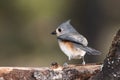 Tufted Titmouse Perched Delicately on a Slender Branch Royalty Free Stock Photo