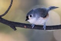 Tufted Titmouse Perched Delicately on a Slender Branch Royalty Free Stock Photo