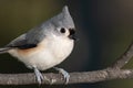 Tufted Titmouse Perched Delicately on a Slender Branch Royalty Free Stock Photo