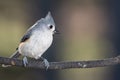 Tufted Titmouse Perched Delicately on a Slender Branch Royalty Free Stock Photo