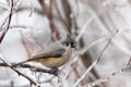 Tufted Titmouse Perched on Frozen Branch