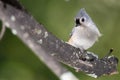 Tufted Titmouse Perched High in a Tree Royalty Free Stock Photo