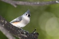 Tufted Titmouse Perched High in a Tree Royalty Free Stock Photo