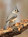 Tufted Titmouse Royalty Free Stock Photo