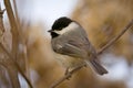 Tufted Titmouse Royalty Free Stock Photo