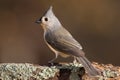 Tufted Titmouse