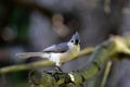 Tufted titmouse