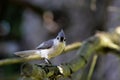 Tufted titmouse