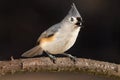 Tufted Titmouse Royalty Free Stock Photo