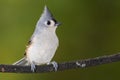 Tufted Titmouse Perched on a Slender Tree Branch Royalty Free Stock Photo