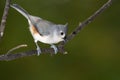 Tufted Titmouse Perched on a Slender Tree Branch Royalty Free Stock Photo