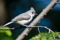 Tufted Titmouse Perched in a Tree Royalty Free Stock Photo