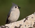 Tufted Titmouse Perched on a Wild Cherry Branch Royalty Free Stock Photo