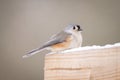 a Tufted Titmouse Perched on wooden surface with snow Royalty Free Stock Photo