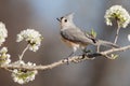 Tufted Titmouse on Plum Branch